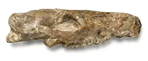 Phiolophus vulpiceps Print: Dawn Horse Skull, Harwich