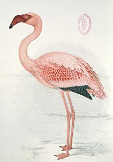 Phoeniconaias minor, lesser flamingo Phoeniconaias minor, lesser flamingo