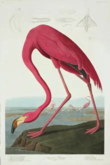 Phoenicopterus ruber, greater flamingo Phoenicopterus ruber, greater flamingo