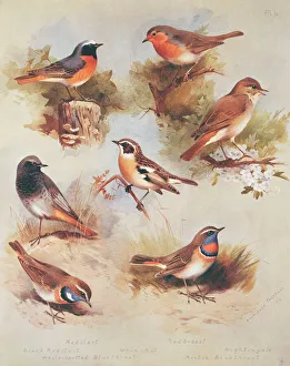 Phoenicurus phoenicurus, P. ochruros, Luscinia megarhynchos Phoenicurus phoenicurus, P. ochruros, Luscinia megarhynchos