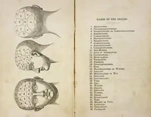 Phrenological Head Print: Front, Side and Back Views