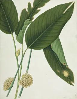 Botanical Drawings China Prints: Phrymium sp