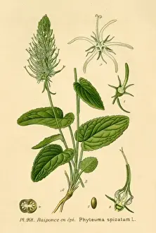 19th Century Botanical Prints: Phteuma Spicatum