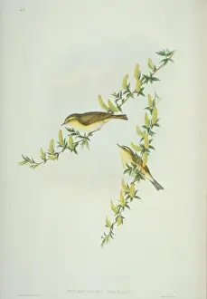 Willow Warbler Print, Hand Coloured Lithograph (1873)