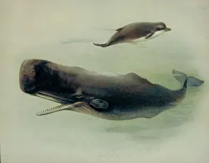 Prints of Sperm whale and northern bottlenose whale. Plate 45 from British Mammals Vol. 1 and 2 by Archibald Thorburn, 1920-21 Cetaceans Prints: Sperm Whale and Northern Bottlenose Whale Print, 1920-21