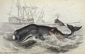 Prints of Plate 9 Spermaceti Whale of the Southern Ocean. Hand-coloured engraving from The Naturalists Library, Mammalia, Vol. 12 Whales, 1833-1843, by Sir William Jardine (1800-1874) Cetaceans Prints: Sperm Whale Print, Hand-Colour Engraving 1833