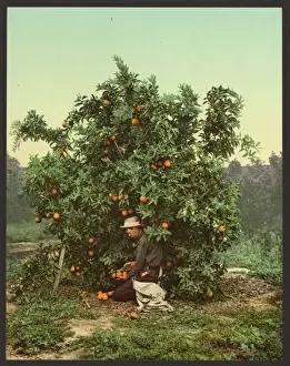 Nineteenth Century Coloured Photographs Prints: Picking oranges