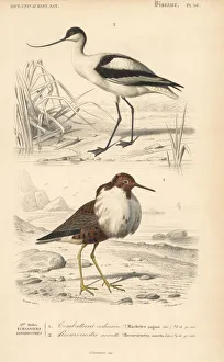 Pied avocet, Recurvirostra avosetta, and ruff Pied avocet, Recurvirostra avosetta, and ruff