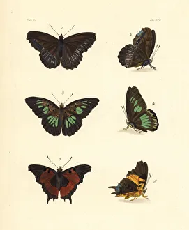 Pied piper, green false acraea and forest admiral butterfly Pied piper, green false acraea and forest admiral butterfly