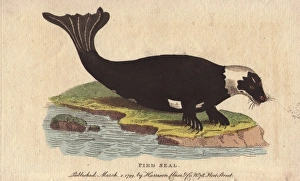 Pied seal or harbor seal, Phoca bicolor Pied seal or harbor seal, Phoca bicolor