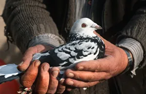 A pigeon fancier at the Tipton Racing Pigeon Club A pigeon fancier at the Tipton Racing Pigeon Club