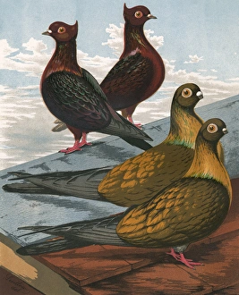 Pigeons - Archangels and Swifts, Fancy Breeds Pigeons - Archangels and Swifts, Fancy Breeds