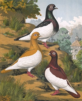 Pigeons - A Portrait of Three Magies, German Toy Breed Pigeons - A Portrait of Three Magies, German Toy Breed