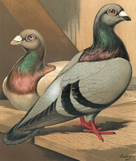 Pigeons - A Portrait of a Silver and Blue Runt, Fancy Breed Pigeons - A Portrait of a Silver and Blue Runt, Fancy Breed