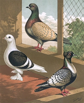 Pigeons - Shield, Hyacinth, Suarbian, German Toy Breeds Pigeons - Shield, Hyacinth, Suarbian, German Toy Breeds