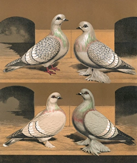 Pigeons - Varieties of Ice Pigeons, Fancy Breed Pigeons - Varieties of Ice Pigeons, Fancy Breed