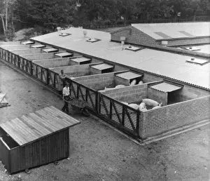 Agricultural History UK Prints: Piggery, Norwich