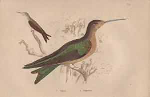 Pigmy hermit, Phaetornis pygmaeus, and gigantic Pigmy hermit, Phaetornis pygmaeus, and gigantic
