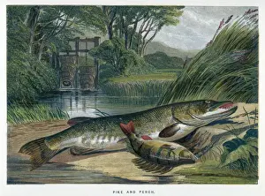 Prints of A pike and a perch P Prints: A Pike and a Perch Print