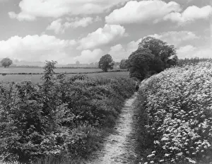 Prints of The Pilgrims Way, near Aylesford, Kent, England, which was used by pilgrims on their way to Canterbury. Date: 1950s Canterbury Cathedral, St Augustine's Abbey, And St Martin's Church Prints: Pilgrims Way, near Aylesford, Kent, England Print 1950s