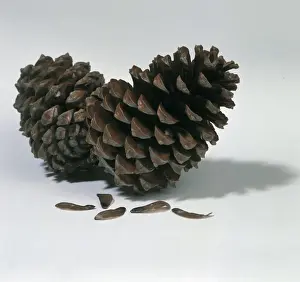 Pine Cone Images Prints: Pine cones