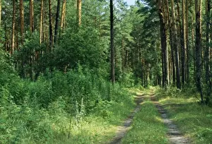 Coniferous Woodland Scene Prints: Pine Forest