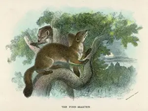 Prints of Two pine-martens in a tree Mustelidae Prints: Pine Marten Print in Tree