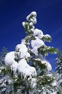 Snow Covered Conifers Prints: Pine Tree - crown after a snowfall