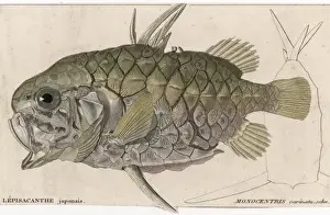 Marine Life History Prints: A Pineapple Fish