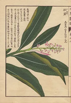 Pink-flowered Chinese alpinia with dark green Pink-flowered Chinese alpinia with dark green