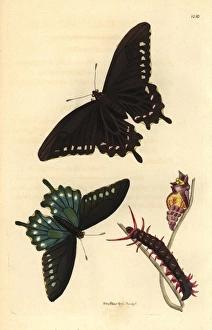 Pipevine swallowtail butterfly, Battus philenor Pipevine swallowtail butterfly, Battus philenor