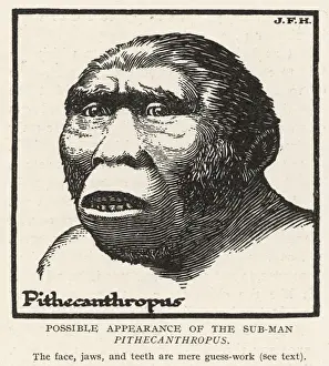 Ancient Human Evolution Prints: Pithecanthropus Erectus