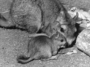 Prints of The Plains Viscacha, a rodent of the Chincilla family. Date: 1960s Chinchillidae Prints: Plains Viscacha Print, 1960s
