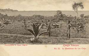 A Plantation on Lake Caijo - Congo, Africa A Plantation on Lake Caijo - Congo, Africa