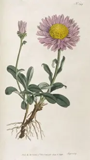 Alpine Aster Prints: Plants / Aster Alpinus