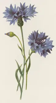 Centaurea Cyanus Corn-Flower Print