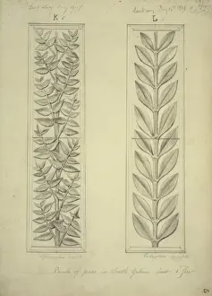 Natural History Museum Interior Prints: Plants design