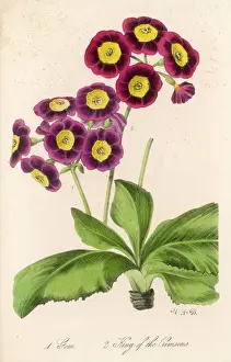Primula Auricula Print - Bears Ear Variants