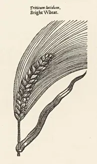 Triticum Triticum Lucidum Bright Wheat Print