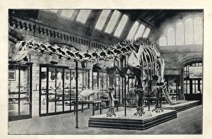 Plastercast of a Diplodocus carnegii Plastercast of a Diplodocus carnegii