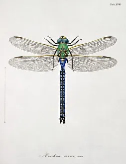 Plate 17 from Libellulinae Europaeae by de Charpentier Plate 17 from Libellulinae Europaeae by de Charpentier