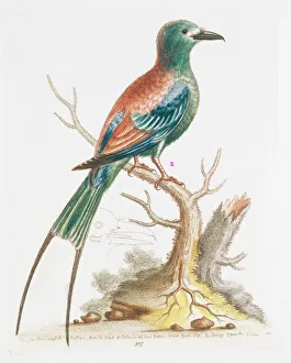 Plate 327 from The Gleanings of Natural History by George Ed Plate 327 from The Gleanings of Natural History by George Ed