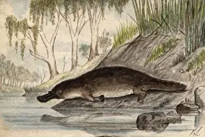 Prints of Platypus. Date: circa 1860s Ornithorhynchidae Prints: Circa 1860s Platypus Print by Unknown Artist