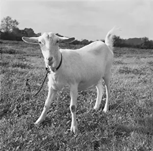 Goat Prints: A Playful Goat Print, Worcestershire