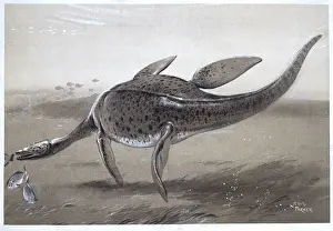Plesiosaur Marine Reptile Print, Mesozoic Era