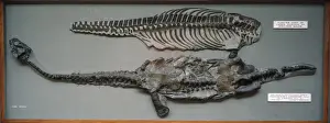 Natural History Museum Exhibit Prints: Plesiosaurus conybeari