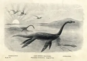 Plesiosaurus dolichodeirus Lithograph Print, 1894