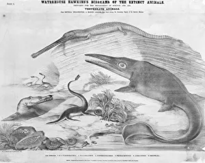 Plesiosaurus, Telesaurus, Ichthyosaurus, Pentacrinites, Ammo Plesiosaurus, Telesaurus, Ichthyosaurus, Pentacrinites, Ammo