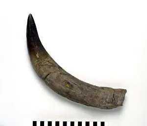 Ferox Prints: Pliosaurus ferox Tooth Print, Oxford Clay Fossil