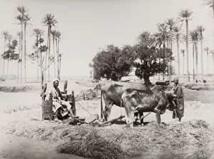 Ploughen with oxen, Egypt, agriculture Ploughen with oxen, Egypt, agriculture